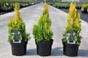 Platycladus orientalis 'Pyramidalis Aurea (Thuja)' cont. 3L 25-30 cm +ф