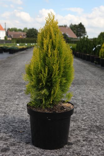 [P] Platycladus orientalis 'Pyramidalis Aurea (Thuja)' cont. 7,5L 40-50 cm
