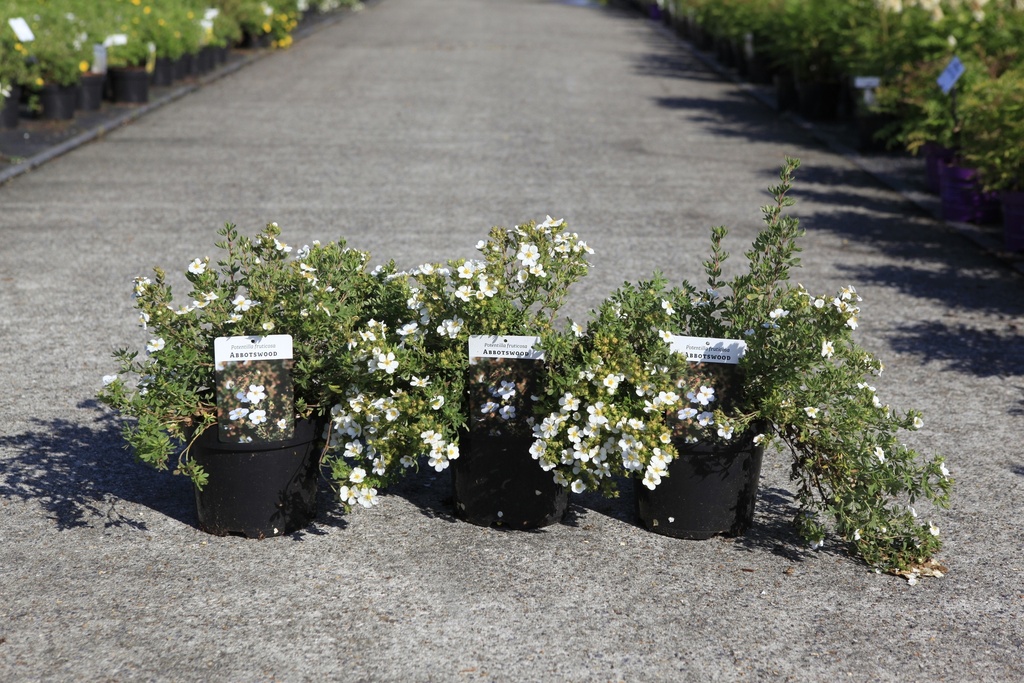 [P] Potentilla fruticosa 'Abbotswood' Kont. 3,6L 30/+ cm +B