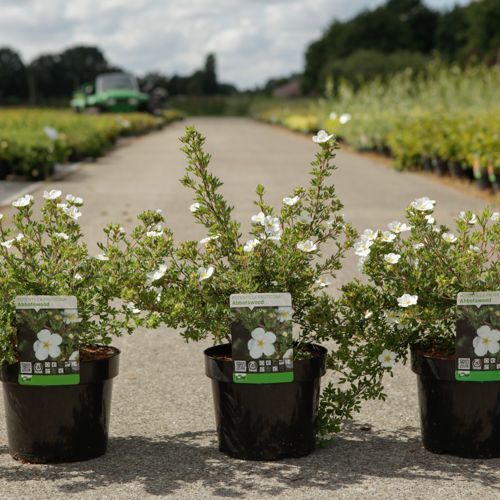 [P] Potentilla fruticosa 'Abbotswood' cont. 3,6L 30/+ cm +ф