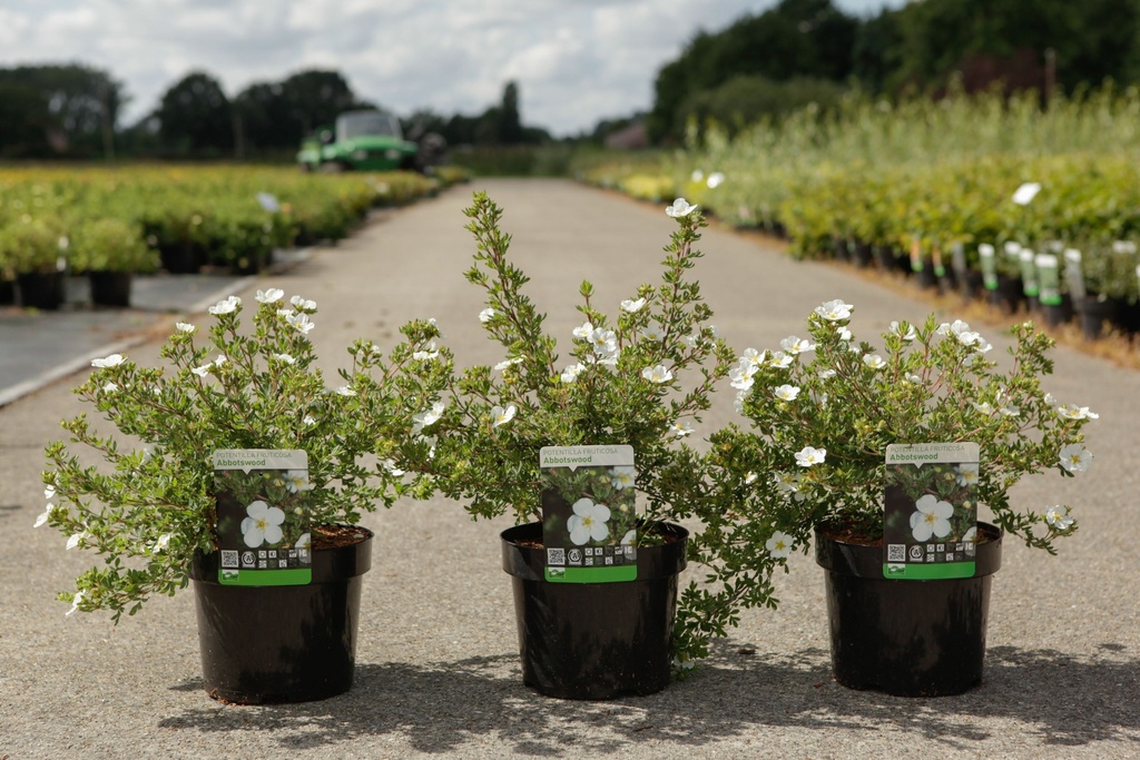 Potentilla fruticosa 'Abbotswood' cont. 3,6L 30/+ cm +ф