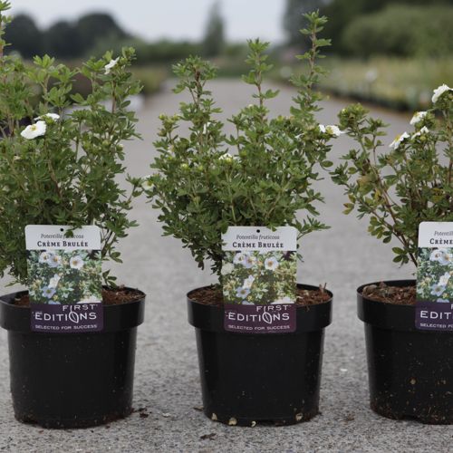 Potentilla fruticosa First Editions® 'Crème Brulée®' cont. 3,6L 30/+ cm +ф