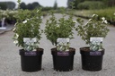 Potentilla fruticosa First Editions® 'Crème Brulée®' cont. 3,6L 30/+ cm +p