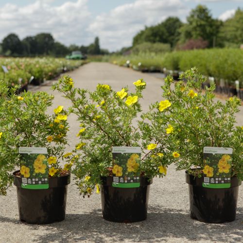 [P] Potentilla fruticosa 'Goldfinger' cont. 3,6L 40-50 cm +ф