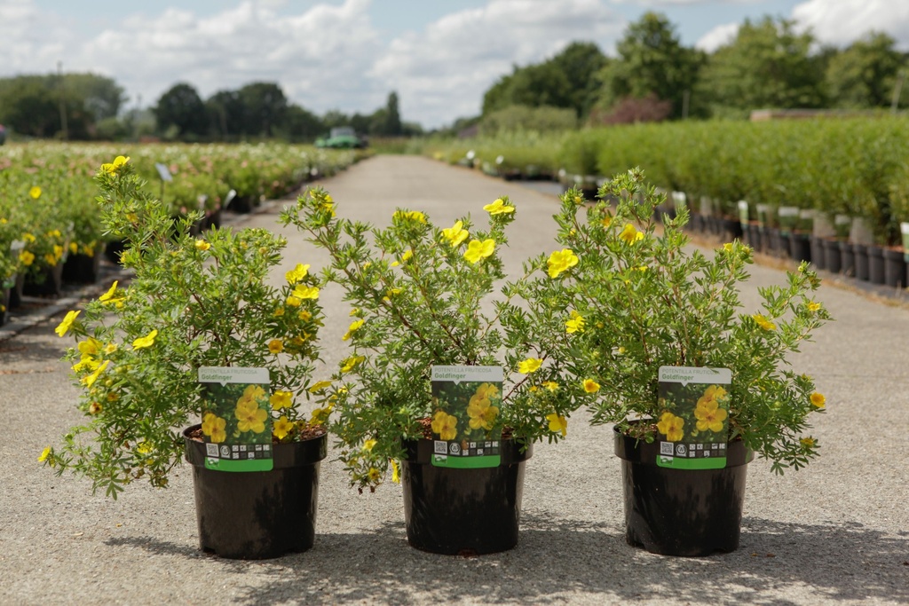 [P] Potentilla fruticosa 'Goldfinger' cont. 3,6L 40-50 cm +p