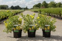 Potentilla fruticosa 'Goldfinger' cont. 3,6L 40-50 cm +f