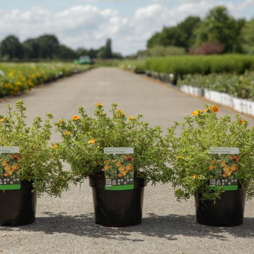Potentilla fruticosa 'Hopleys Orange' cont. 3,6L 30-40 cm +p