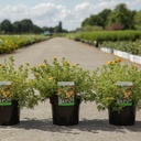 Potentilla fruticosa 'Hopleys Orange' cont. 3,6L 30-40 cm +B