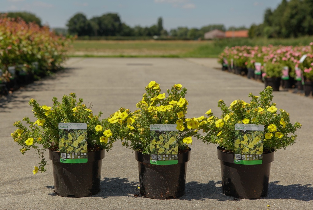 Potentilla fruticosa 'Kobold' cont. 3,6L 30/+ cm +B