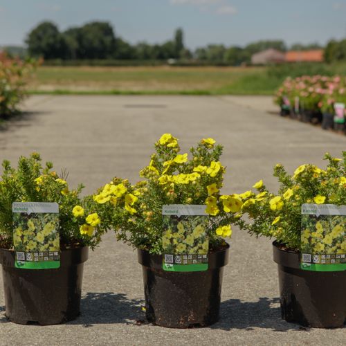 [P] Potentilla fruticosa 'Kobold' cont. 3,6L 30/+ cm +B