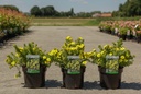 Potentilla fruticosa 'Kobold' cont. 3,6L 30/+ cm +ф