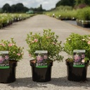 Potentilla fruticosa LOVELY PINK (PBR) cont. 3,6L 30/+ cm +B