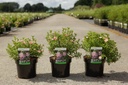 Potentilla fruticosa LOVELY PINK (PBR) cont. 3,6L 30/+ cm +p