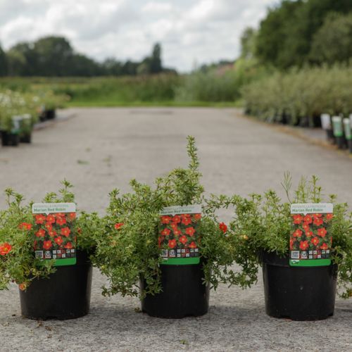 Potentilla fruticosa 'Marian Red Robin' cont. 3,6L 25-30 cm +B