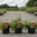Potentilla fruticosa 'Marian Red Robin' cont. 3,6L 25-30 cm +ф