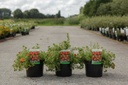 Potentilla fruticosa 'Marian Red Robin' cont. 3,6L 25-30 cm +p