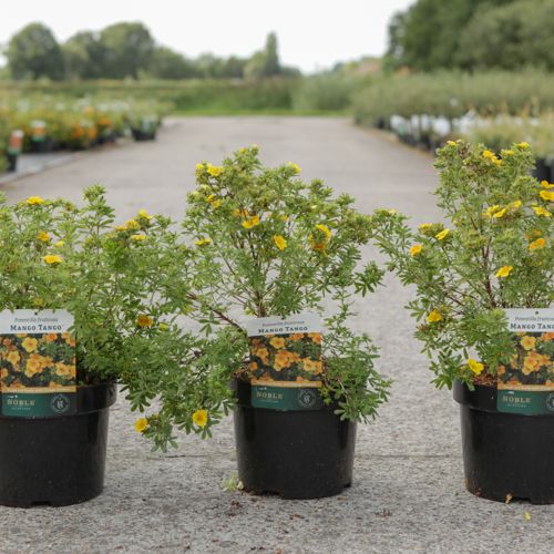 [P] Potentilla fruticosa MANGO TANGO (PBR) cont. 3,6L 30/+ cm +B