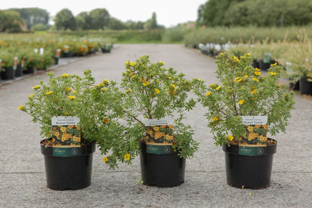 [P] Potentilla fruticosa MANGO TANGO (PBR) cont. 3,6L 30/+ cm +p