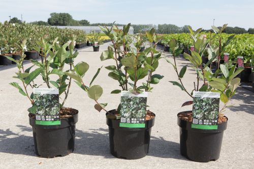 [P] Aronia prunifolia 'Viking' cont. 3,6L 40-50 cm +B