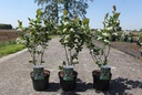 Aronia prunifolia 'Viking' cont. 3,6L 40-50 cm +p