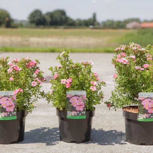 Potentilla fruticosa PINK PARADISE (PBR) cont. 3,6L 30/+ cm +p