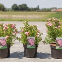 Potentilla fruticosa PINK PARADISE (PBR) cont. 3,6L 30/+ cm +p