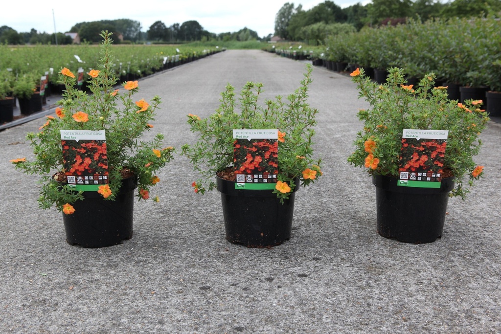 [P] Potentilla fruticosa 'Red Ace' cont. 3,6L 30/+ cm +B