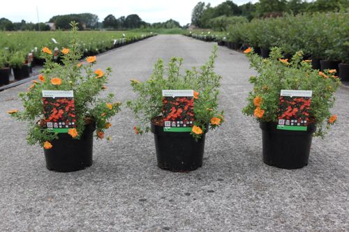 Potentilla fruticosa 'Red Ace' cont. 3,6L 30/+ cm +p