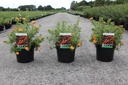 Potentilla fruticosa 'Red Ace' cont. 3,6L 30/+ cm +B