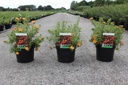 Potentilla fruticosa 'Red Ace' cont. 3,6L 30/+ cm +f