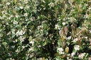 Aronia prunifolia 'Viking' cont. 0,5L young plants (P10,5)