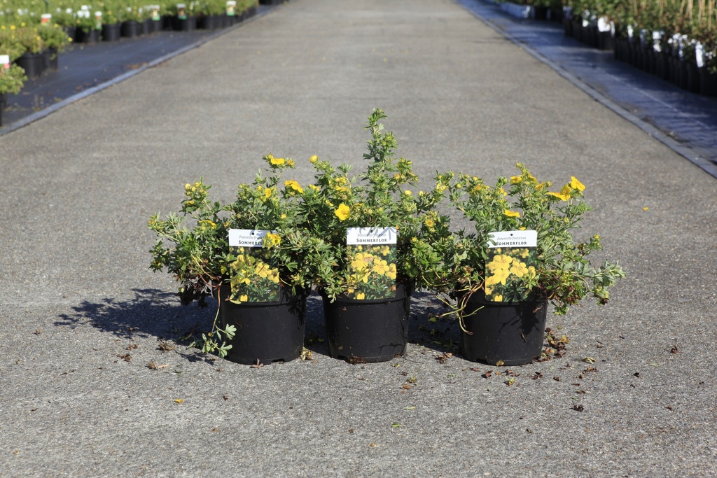 [P] Potentilla fruticosa 'Sommerflor' cont. 3,6L 30/+ cm +ф