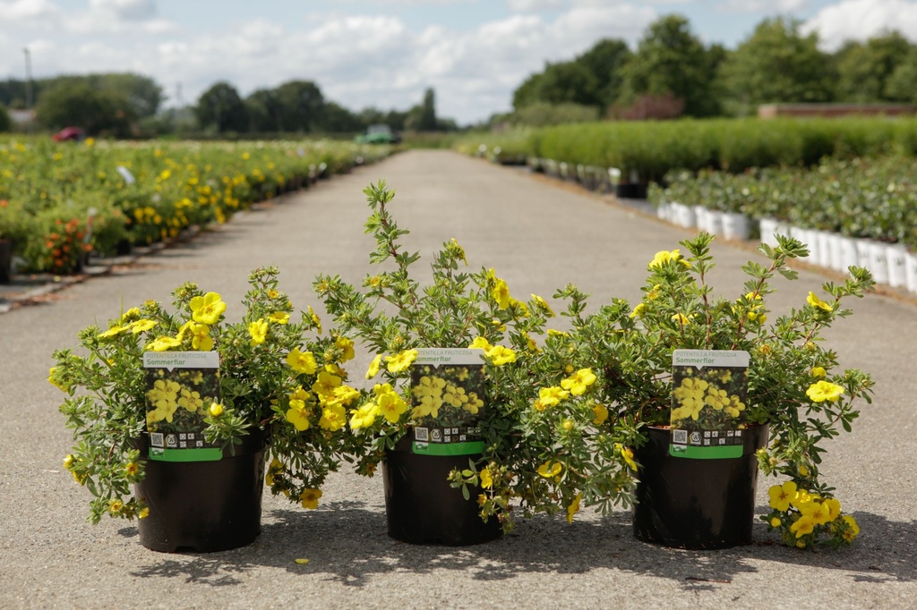 Potentilla fruticosa 'Sommerflor' cont. 3,6L 30/+ cm +ф