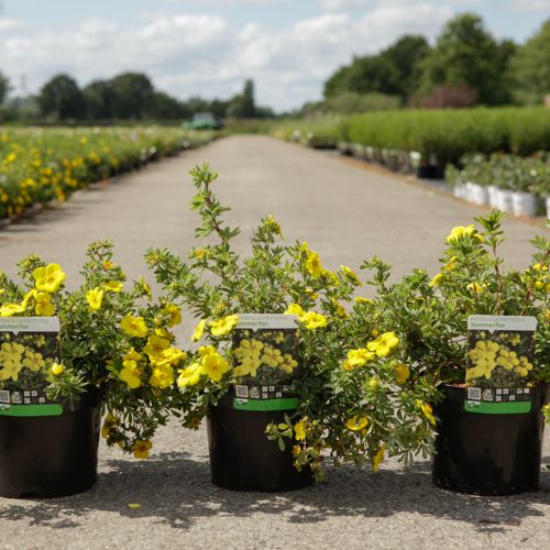 [P] Potentilla fruticosa 'Sommerflor' cont. 3,6L 30/+ cm +p