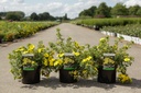 Potentilla fruticosa 'Sommerflor' cont. 3,6L 30/+ cm +B