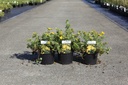 Potentilla fruticosa 'Sommerflor' cont. 3,6L 30/+ cm +p