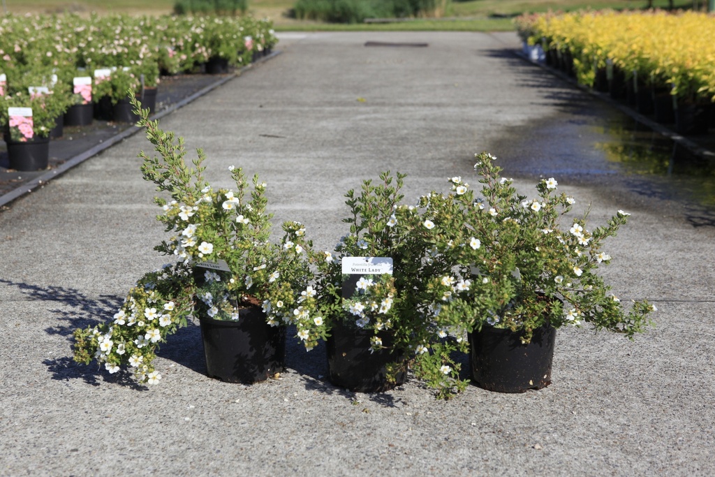 [P] Potentilla fruticosa 'White Lady' (PBR) cont. 3,6L 30/+ cm +ф