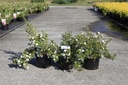 Potentilla fruticosa 'White Lady' (PBR) cont. 3,6L 30/+ cm +p