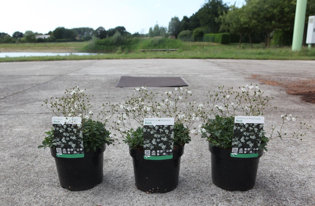 Potentilla tridentata 'Nuuk' cont. 3,6L 25-30 cm +p