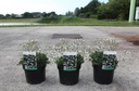 Potentilla tridentata 'Nuuk' cont. 3,6L 25-30 cm +ф