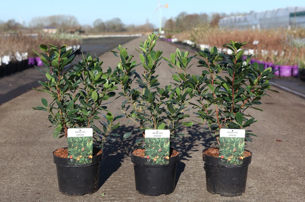 Arbutus unedo cont. 3,6L 30-40 cm +p