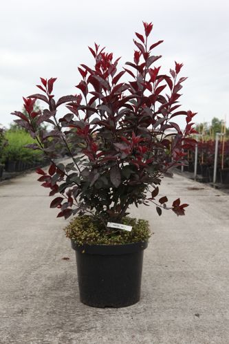 Prunus cistena cont. 10L 60-80 cm +ф