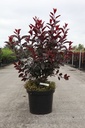 Prunus cistena cont. 10L 60-80 cm +ф