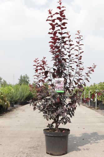 [P] Prunus cerasifera 'Nigra' cont. 10L 100/+ cm +ф
