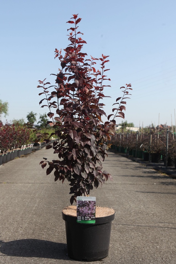 [P] Prunus cerasifera 'Nigra' cont. 10L 100/+ cm +p