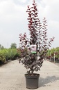 Prunus cerasifera 'Nigra' cont. 10L 100/+ cm +p