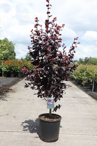 [P] Prunus cerasifera 'Nigra' cont. 25L 150-175 cm