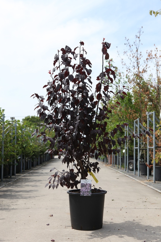 [P] Prunus cerasifera 'Nigra' cont. 25L 150-175 cm