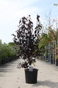 Prunus cerasifera 'Nigra' cont. 25L 150-175 cm