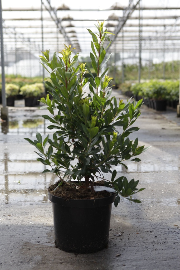[P] Arbutus unedo 'Rubra' cont. 10L 60-80 cm +ф